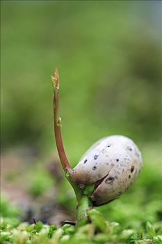 圣栎,冬青栎,橡子,发芽,马德拉岛