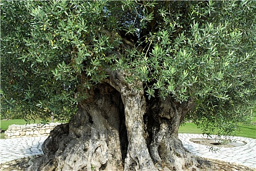 橄榄树,千禧年