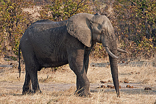大象,非洲象,万基国家公园,津巴布韦,非洲