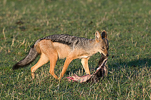 黑背狐狼,黑背豺,马赛马拉国家保护区,肯尼亚
