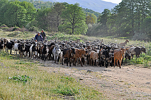 驯服,山羊,牧群,新,避开,蒙弗拉格,埃斯特雷马杜拉,西班牙,欧洲