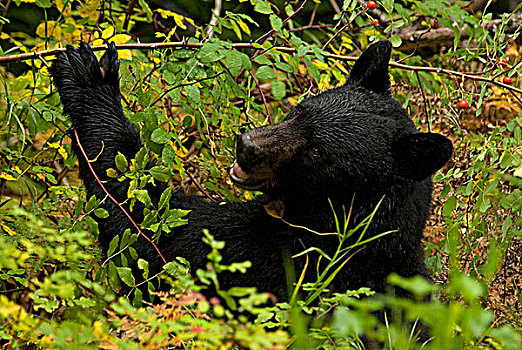 黑熊,吃,野玫瑰果,財政緊張,不列顛哥倫比亞省,加拿大