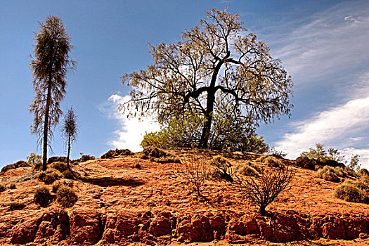 荒芜,橡树,树,红色,风景,北领地州,澳大利亚