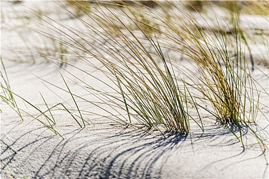 特写,沙丘草,波罗的海