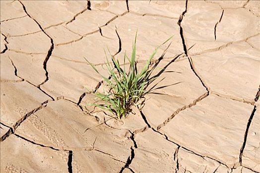 绿色植物,干燥,撕破,土地,干旱,靠近,摩洛哥