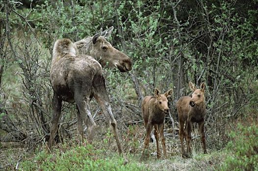 驼鹿,美洲驼鹿,母牛,相似,幼兽,北方针叶林,阿拉斯加