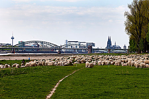 羊群,草地,莱茵河,科隆,桥,背影,北莱茵-威斯特伐利亚,德国,欧洲