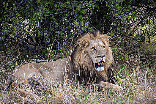 雄性,狮子,黑色,鬃毛,卧,张嘴,正面,灌木,奥卡万戈三角洲,博茨瓦纳,非洲