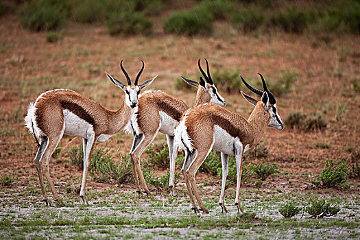 跳羚,暴风雨,卡拉哈迪大羚羊国家公园,南非