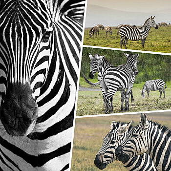 抽象拼贴画,斑马,坦桑尼亚,旅行,背景,照片