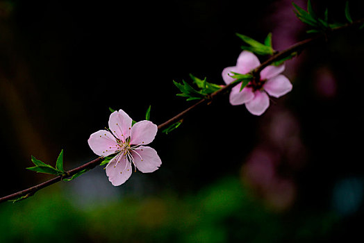 桃花