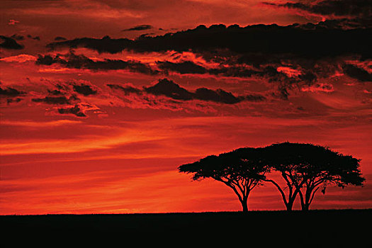 非洲,坦桑尼亚,塞伦盖蒂国家公园,塞伦盖蒂,日落,刺槐,景色
