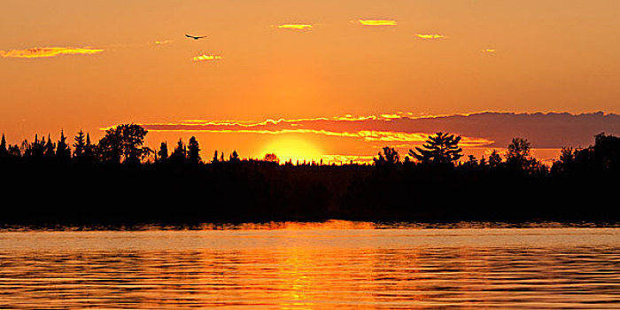 日落,发光,橙色,上方,湖,木,安大略省,加拿大