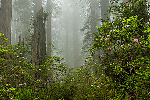 美国,加利福尼亚,红杉,国家公园,雾,杜鹃属植物,树林,戈登,画廊
