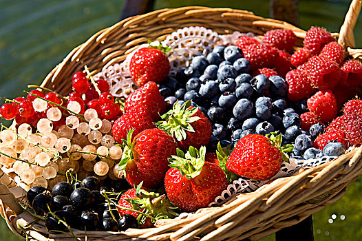 法国,奥弗涅,红色,水果,草莓,黑莓,红醋栗