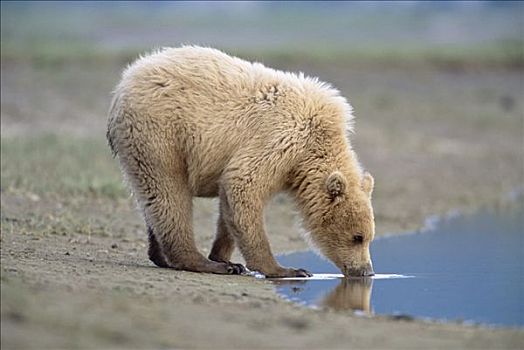 大灰熊,棕熊,2岁,金发,喝,河,卡特麦国家公园,阿拉斯加