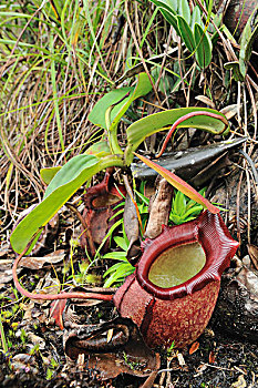 猪笼草,品种,京那巴鲁山,国家公园,婆罗洲,马来西亚