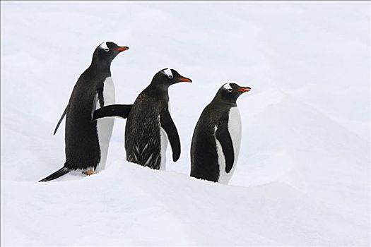巴布亚企鹅,走,南极