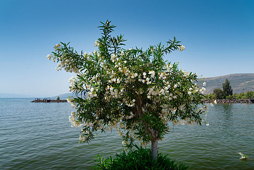 以色列,加利利湖畔一株盛开的欧洲夹竹桃