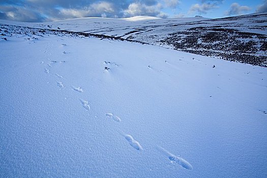 英格兰,诺森伯兰郡,山,脚印,初雪,靠近,落下,山谷