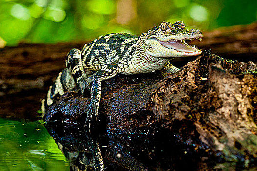 美国短吻鳄,美国南部