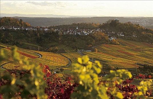 葡萄园,葡萄酒,农业,秋天,风景,斯图加特,巴登符腾堡,德国,欧洲