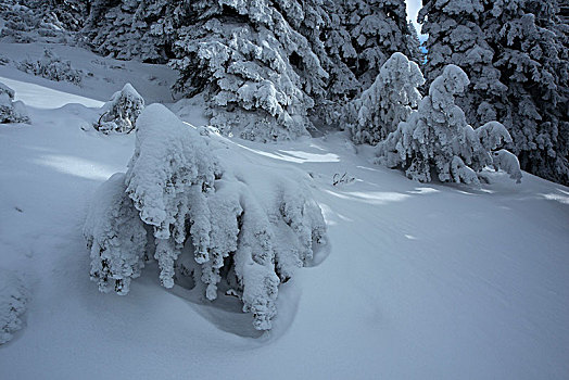 冬日树林,巴伐利亚阿尔卑斯山,上巴伐利亚,巴伐利亚,德国