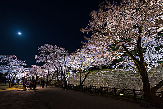 光亮,樱花,夜晚,金泽,城堡,石川,日本