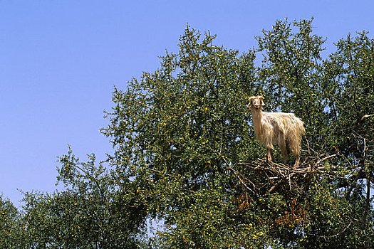 摩洛哥,靠近,苏维拉,山羊,树,特写