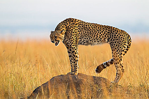 咆哮的,猎豹,成人站,白蚁土墩,显示牙,马赛玛拉国家保护区,肯尼亚,非洲