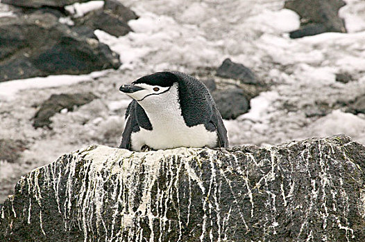 帽带企鹅,头部,南极,岩石上,雪