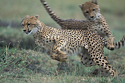 肯尼亚,马塞马拉野生动物保护区,青少年,印度豹,猎豹,追逐,一个,下午,打盹