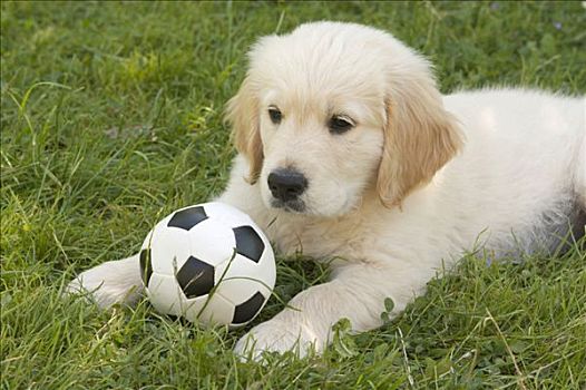 金毛猎犬,小狗,足球