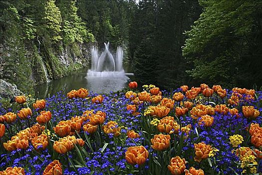 花,花园,宝翠花园,维多利亚,不列颠哥伦比亚省,加拿大