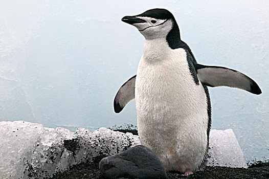 帽带企鹅,头部,南极,冰山