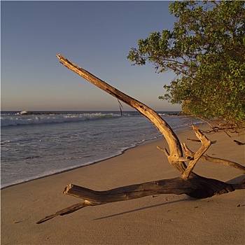 秃树,树干,哥斯达黎加,海滩