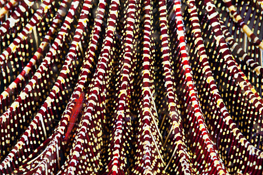 红色,海百合,虾,毛头星,科莫多国家公园,印度尼西亚