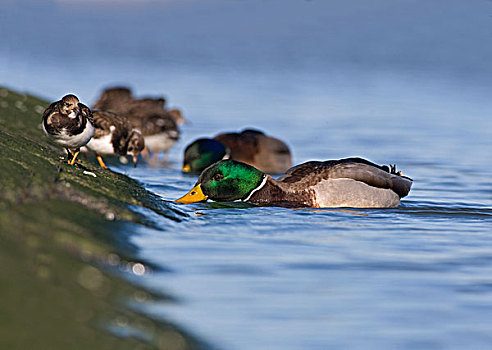 野鸭,绿头鸭,游泳,水,觅食,靠近,劳尔瑟赫,格罗宁根,荷兰