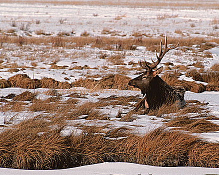 美国,怀俄明,杰克森洞山谷,国家麋鹿保护区,麋鹿