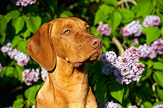 维希拉猎犬,狗,小动物,丁香