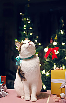 圣诞节里的可爱小猫