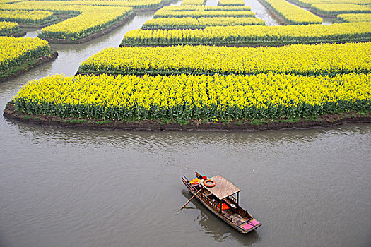 江苏兴化油菜花