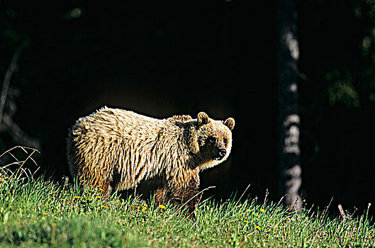 大灰熊,卡纳纳斯基斯县,艾伯塔省,加拿大