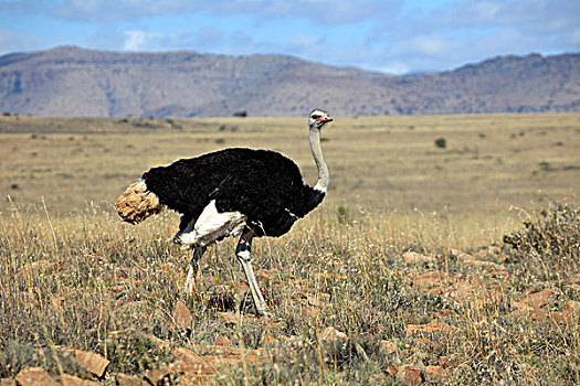 南方,鸵鸟,雄性,斑马山国家公园,南非,非洲