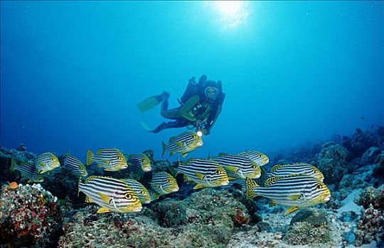 珊瑚鱼,潜水者,阿里环礁,马尔代夫,印度洋