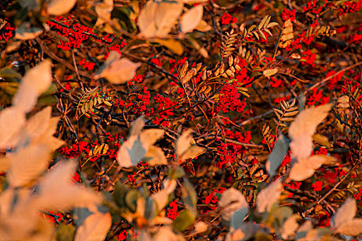 灌木,红色浆果,秋天,特写
