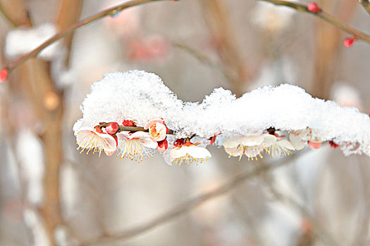 梅花