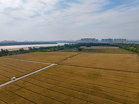 济南黄河岸边的麦田