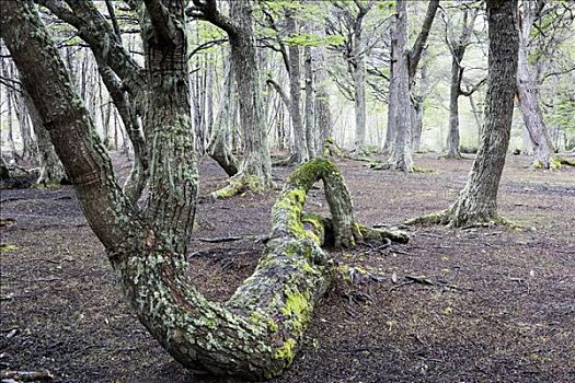 沿岸,树林,树,火地岛国家公园,火地岛,阿根廷