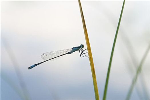 蓝尾蜻蛉,长叶异痣蟌,叶片,芦苇